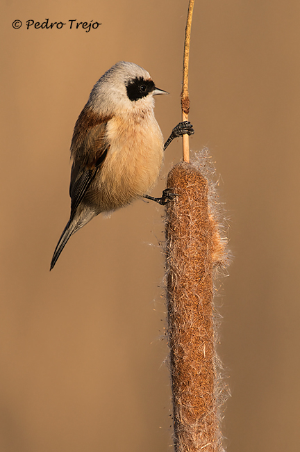 Pajaro moscon (Remiz pendulinus)